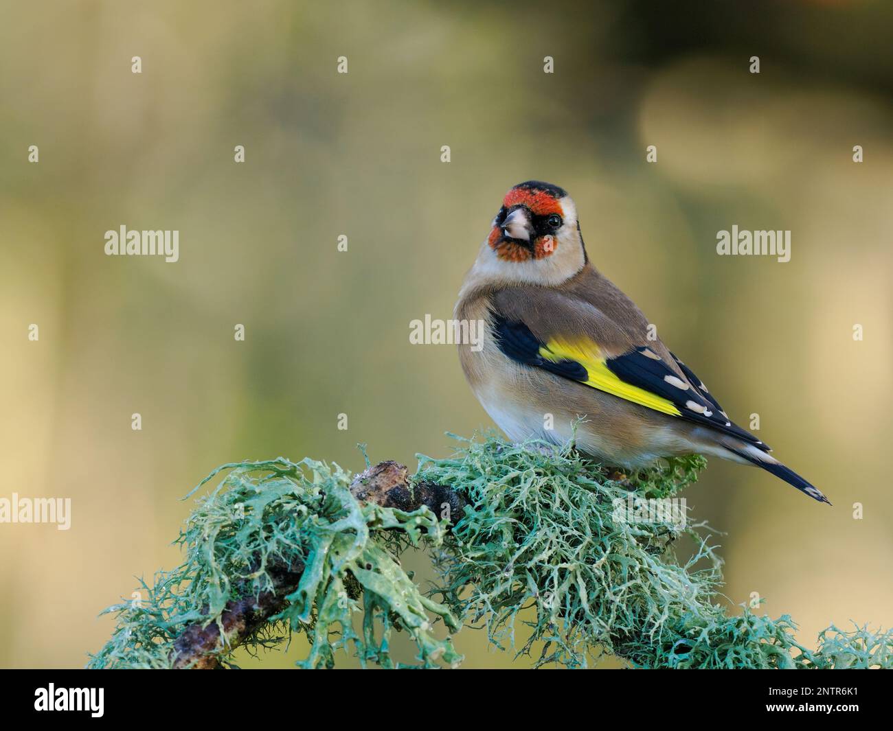 Un goldfinch (Carduelis carduelis) arroccato su un ramo coperto di lichene. Fotografato a Dorset, nel mese di dicembre. Foto Stock