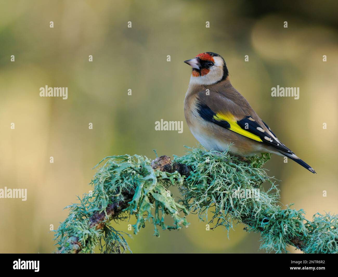 Un goldfinch (Carduelis carduelis) arroccato su un ramo coperto di lichene. Fotografato a Dorset, nel mese di dicembre. Foto Stock