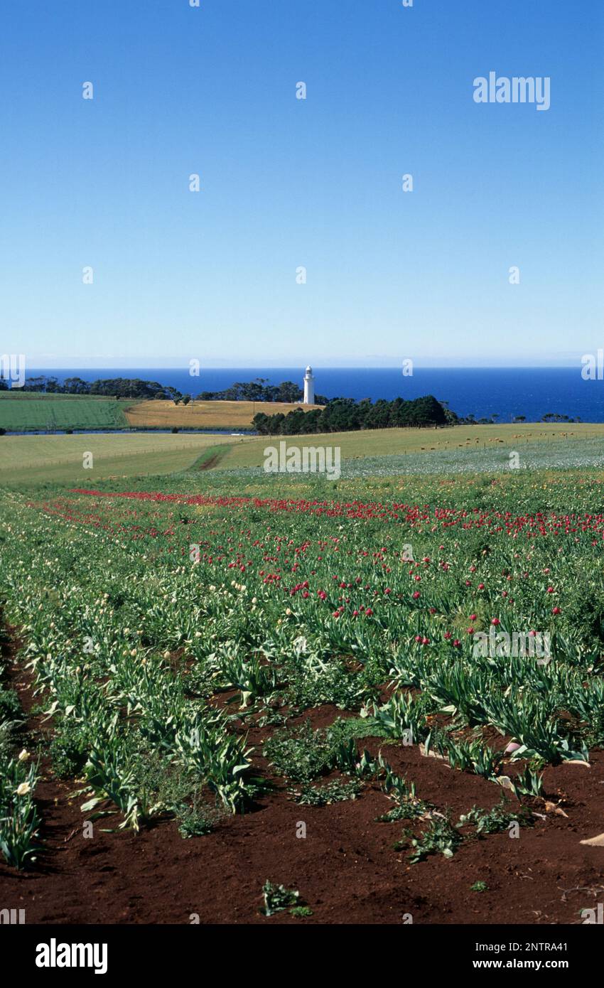 Australia, Tasmania, il faro e la fattoria di tulipani da Capo Table sulla riva nord. Foto Stock
