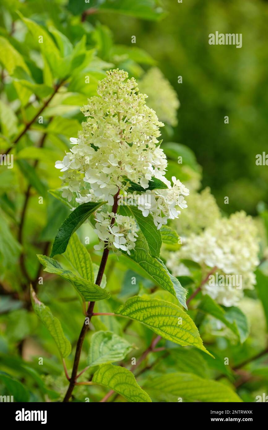 Hydrangea paniculata vanille fraise Foto Stock