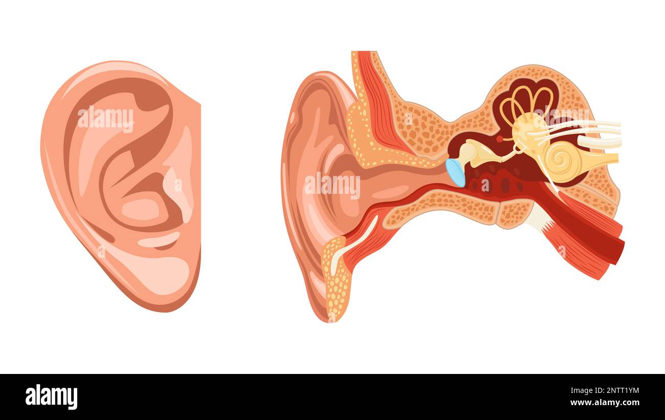 Set auricolare anatomico realistico con due immagini isolate di parti esterne e interne dell'illustrazione vettoriale dell'orecchio umano Illustrazione Vettoriale