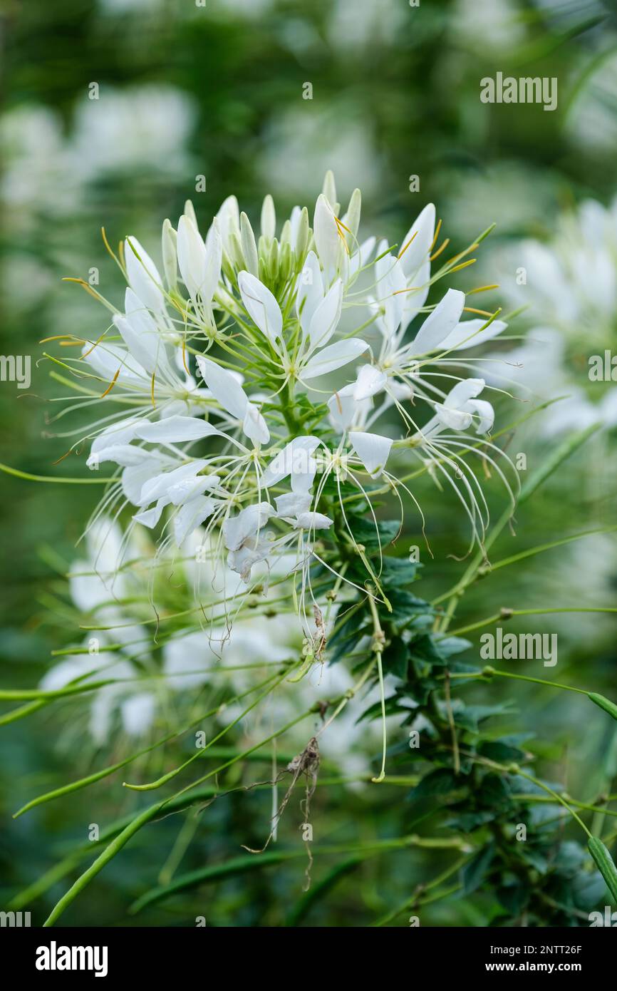 Cleome Hassleriana White Queen, Spider Plant White Queen, fiori bianchi simili a ragno con prominenti stami Foto Stock