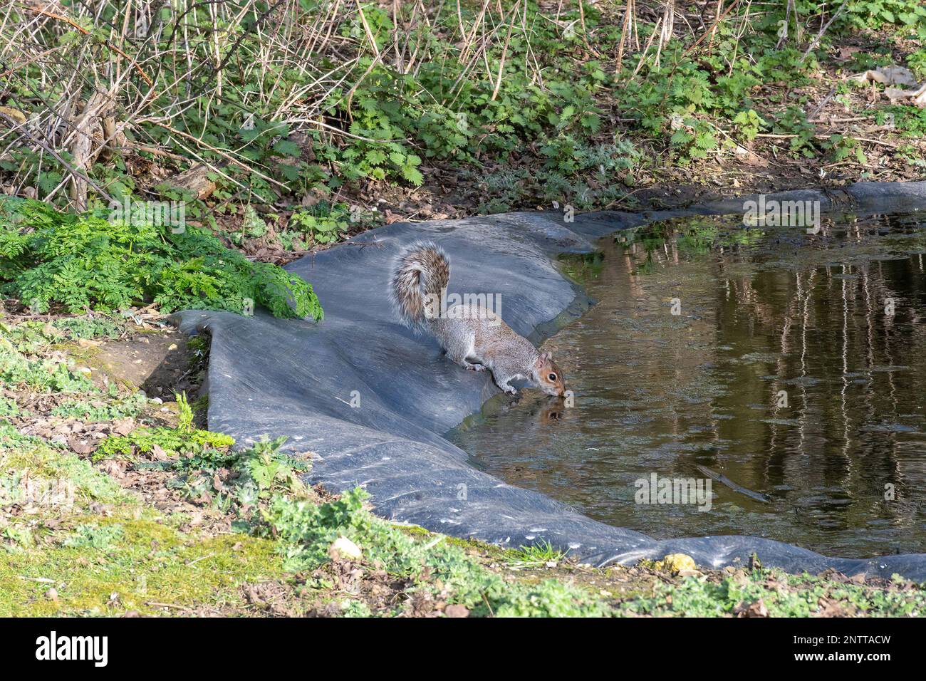 Scoiattolo grigio acqua potabile stagno da uno stagno fauna selvatica Foto Stock