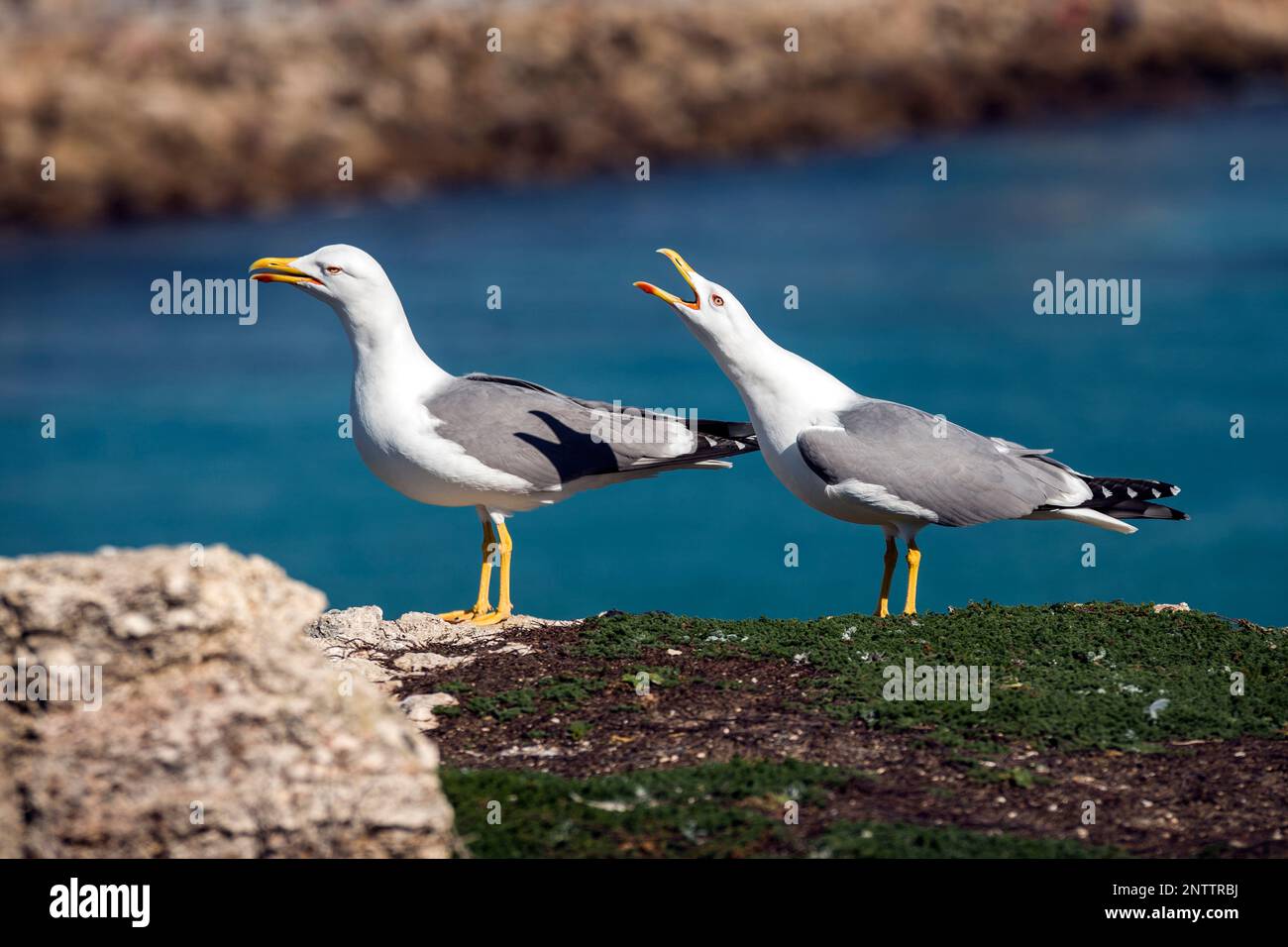 Coppia di gabbiani nel porto di Tarifa, provincia di Cadice, Andalusia, Spagna Foto Stock