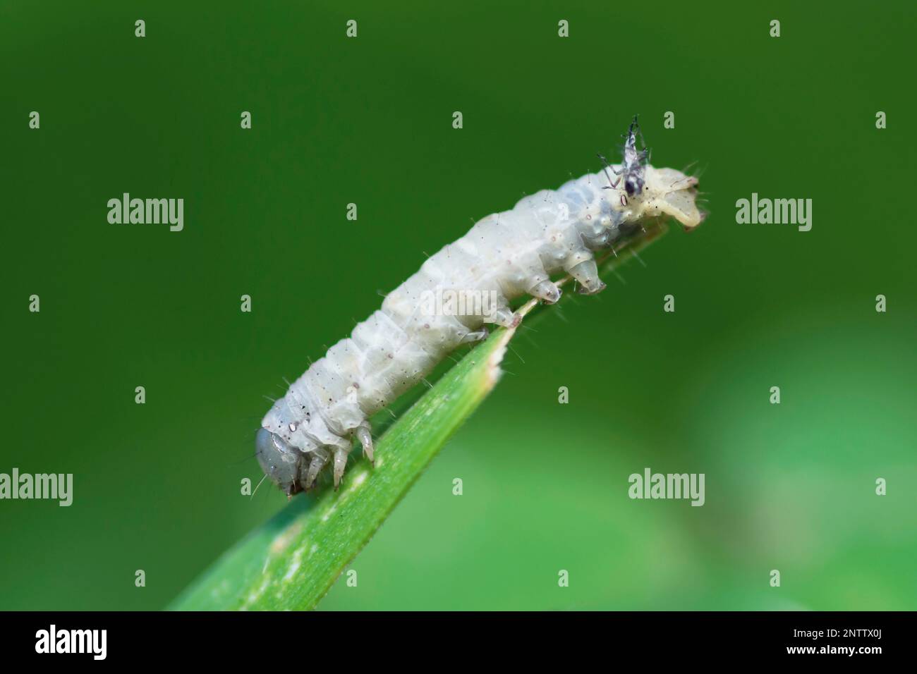 Focalizzazione selettiva su un bruco bianco su una foglia Foto Stock