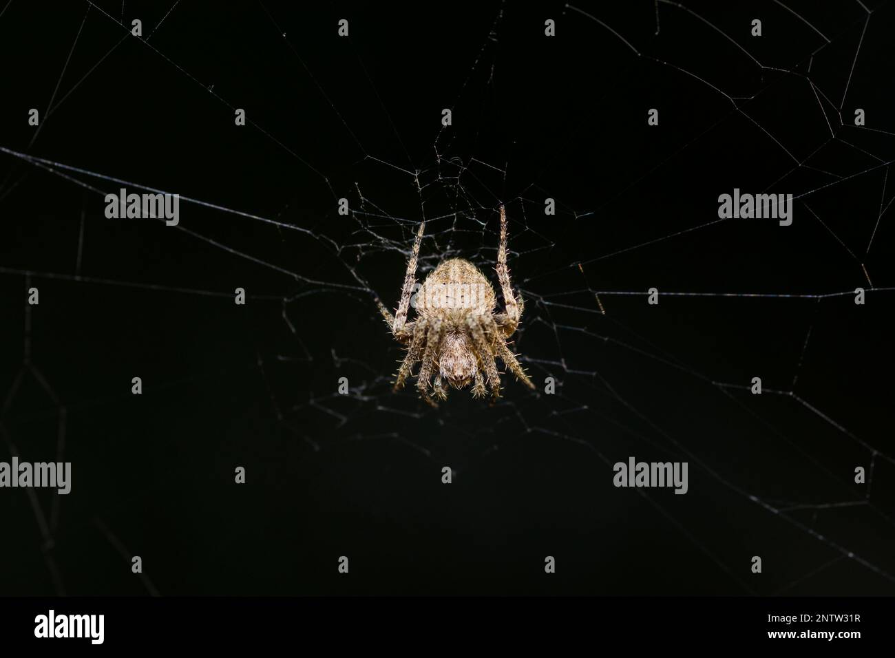 Comune Spider campo peloso seduto al centro della sua rete, Neoscona Subfusca Foto Stock