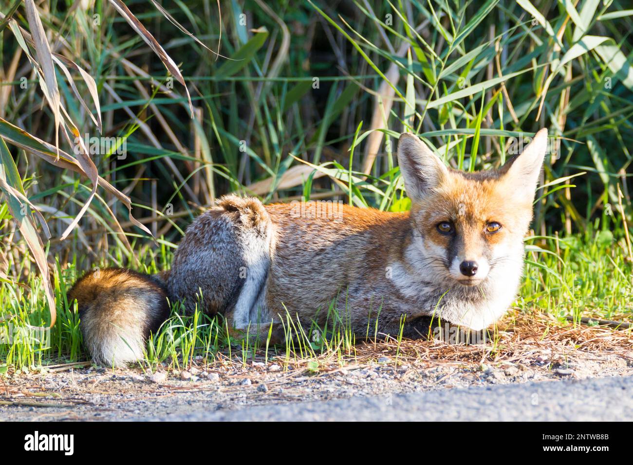 Alberese (Gr), Italia, Fox vicino fino in paese della Maremma in Toscana, Italia Foto Stock