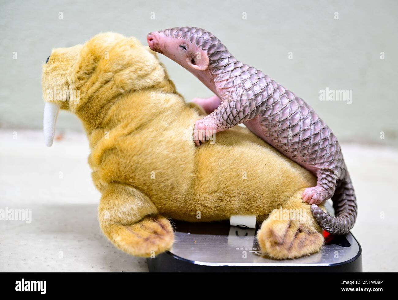 Un pangolino cinese, nato il 2nd febbraio come prole di un paio di pangolino donato da Taipei e il primo tale pangolino mai nato in Europa, viene pesato oggi nello zoo di Praga, martedì 28 febbraio 2023. Il pangolino cinese è una specie a rischio critico che vive in aree asiatiche dal Nepal attraverso Myanmar e la Cina meridionale fino a Taiwan. Lo zoo di Praga è il secondo d'Europa ad avere pangolini cinesi. Ne ha ottenuto una coppia dallo zoo di Taipei lo scorso aprile sulla base di un patto di partenariato tra Praga e la capitale taiwanese. (Foto CTK/Vondrous romano) Foto Stock