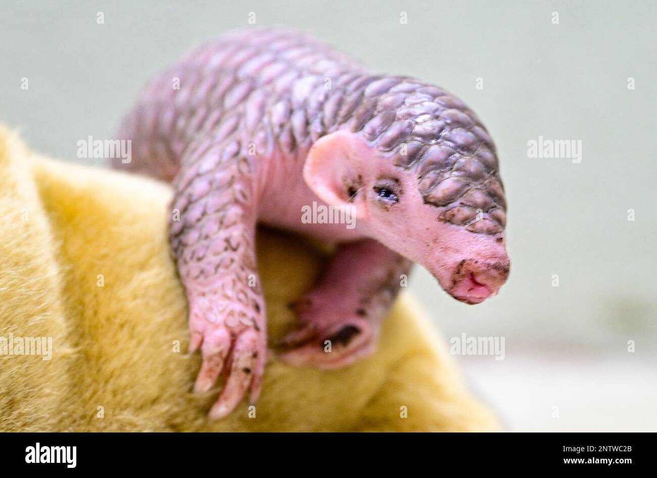 Un pangolino cinese, nato il 2nd febbraio come prole di un paio di pangolino donato da Taipei e il primo tale pangolino mai nato in Europa, viene pesato oggi nello zoo di Praga, martedì 28 febbraio 2023. Il pangolino cinese è una specie a rischio critico che vive in aree asiatiche dal Nepal attraverso Myanmar e la Cina meridionale fino a Taiwan. Lo zoo di Praga è il secondo d'Europa ad avere pangolini cinesi. Ne ha ottenuto una coppia dallo zoo di Taipei lo scorso aprile sulla base di un patto di partenariato tra Praga e la capitale taiwanese. (Foto CTK/Vondrous romano) Foto Stock