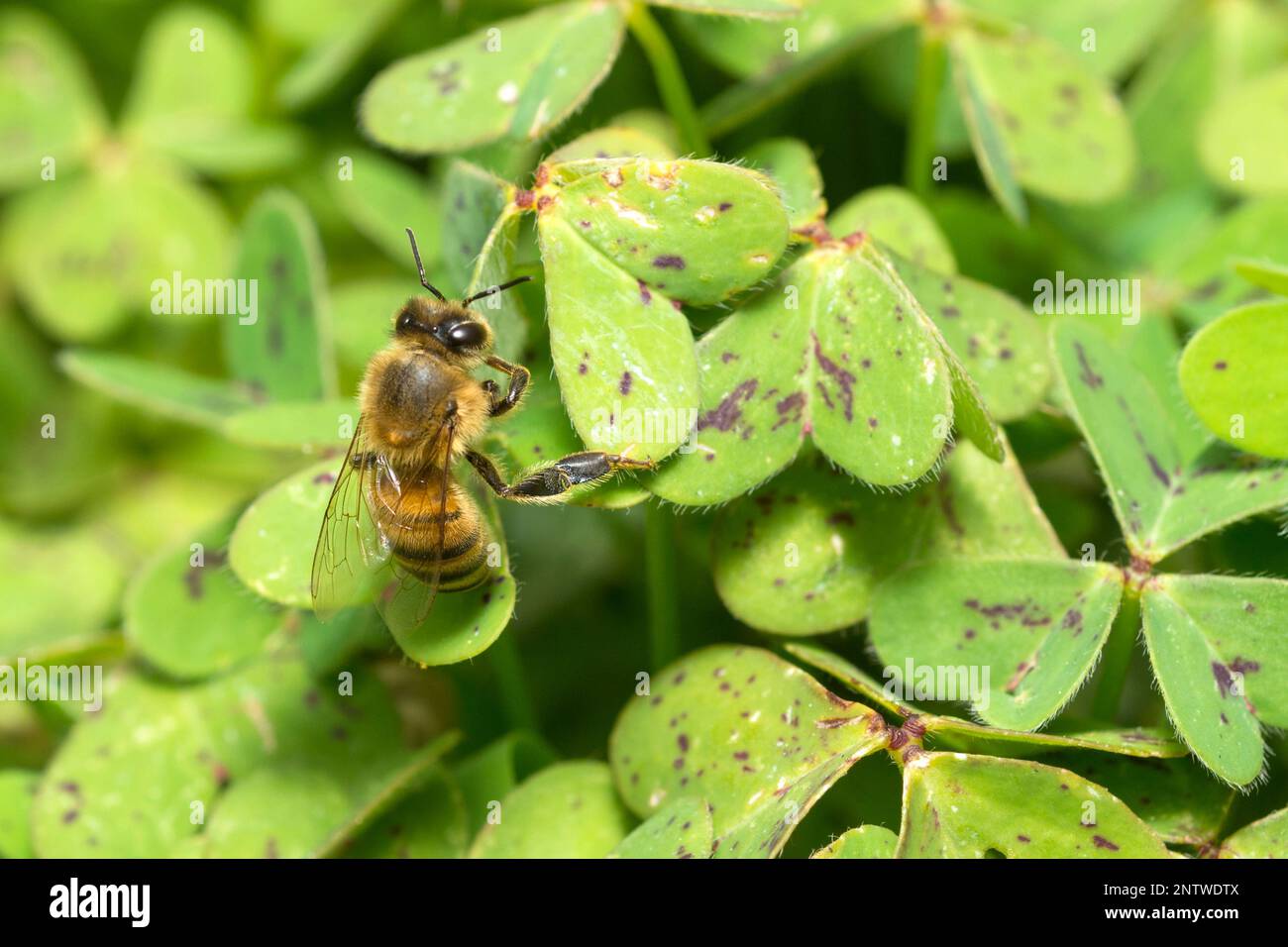 Ape di miele occidentale su una pianta foglie, Apis mellifera Foto Stock