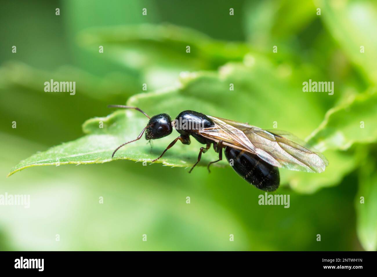 Formica alata nera su una foglia, Camponotus Foto Stock