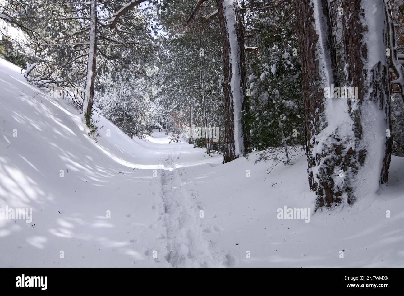 Orme di racchette da neve sulla foresta innevata in inverno del Parco Nazionale dell'Etna, Sicilia, Italia Foto Stock