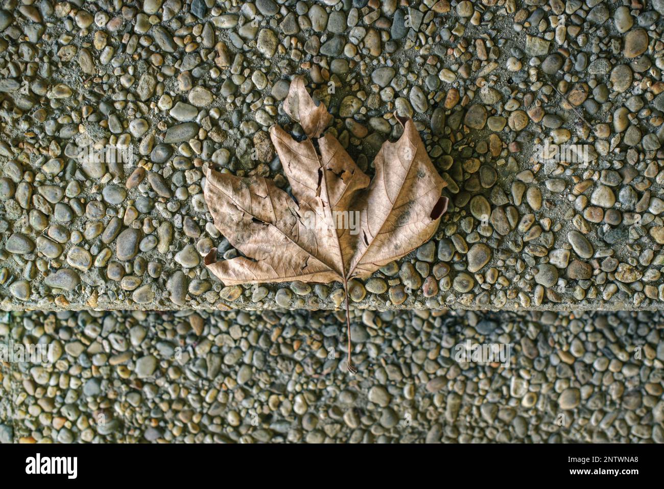 Una foglia di acero secco su una superficie di piccoli ciottoli cementati in Lugo Galizia Foto Stock