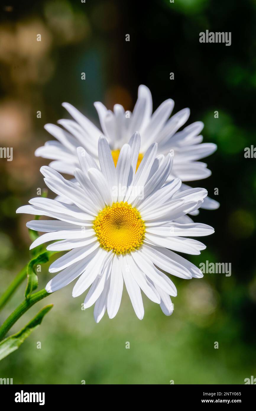 Fiori bianchi luminosi, margherite. Primo piano, colori saturi Foto Stock