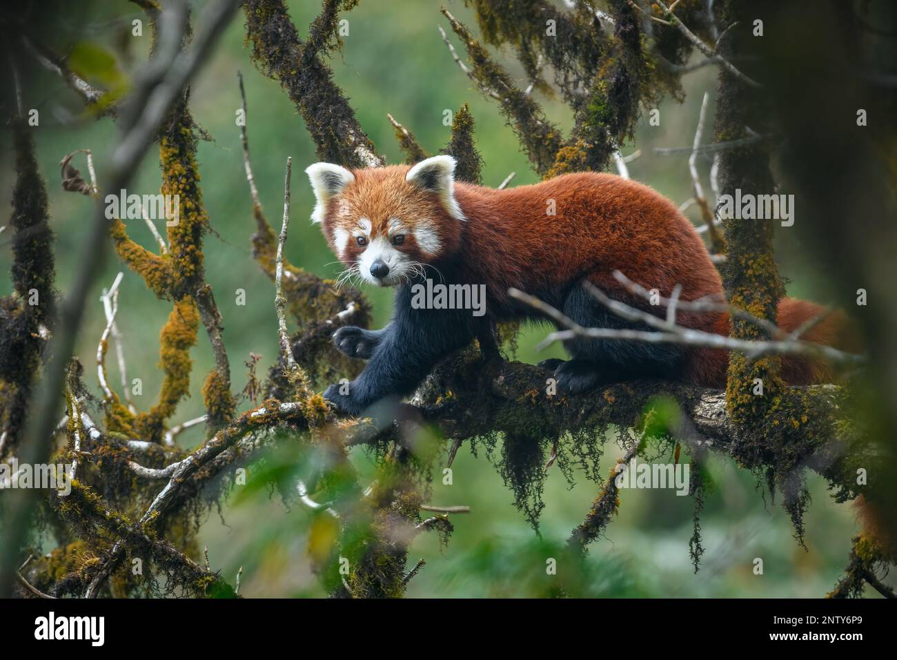 Immagine ritratto a tutto corpo di una femmina di panda rossa seduta in un albero di noce di quercia mossicante che mostra la brillante colorazione arancione nell'habitat naturale Foto Stock
