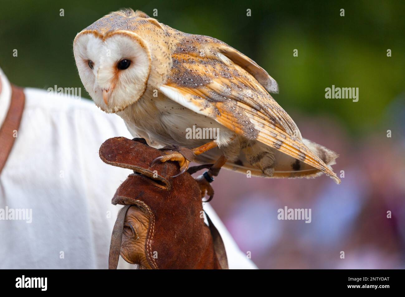 Il barbagianni (Tyto alba) è il più diffuso specie di gufo e uno dei più diffusi di tutti i volatili. Foto Stock