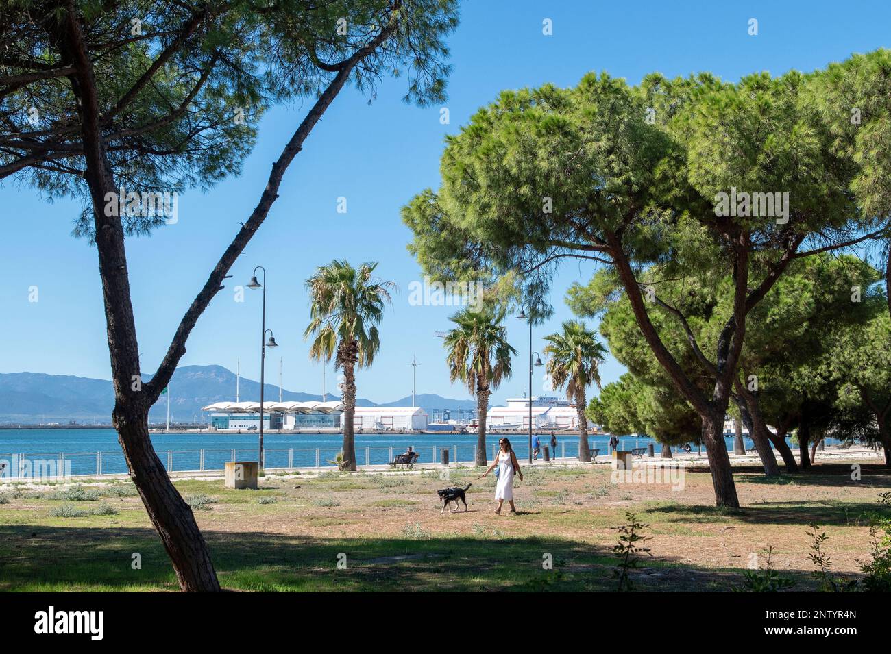 Una donna che cammina il suo cane a su Siccu, una piccola pineta presso il porto di Cagliari, Sardegna, Italia Foto Stock