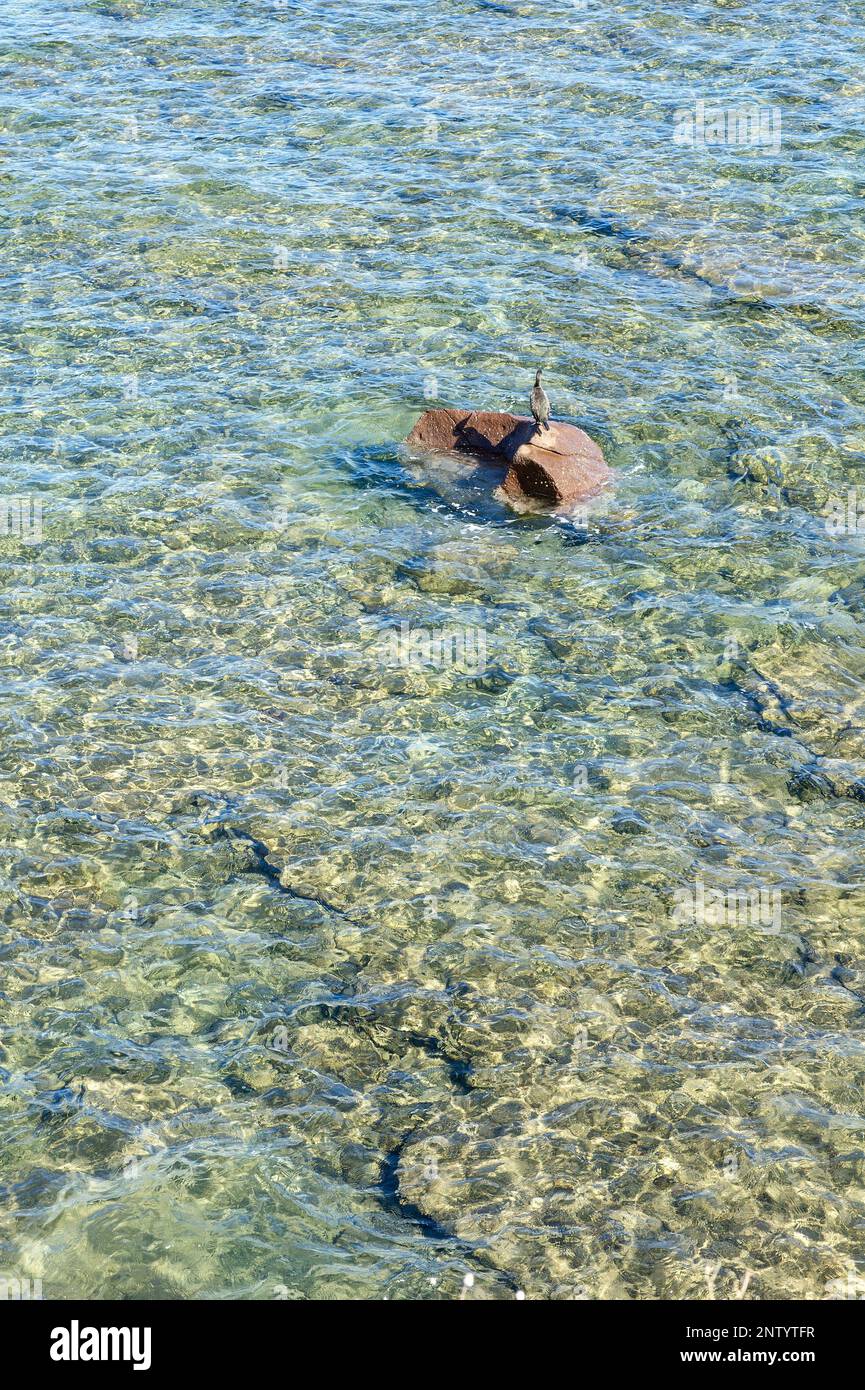 Un uccello che riposa su una roccia circondata dalle acque cristalline del Mediterraneo a Nora, Sardegna, Italia Foto Stock