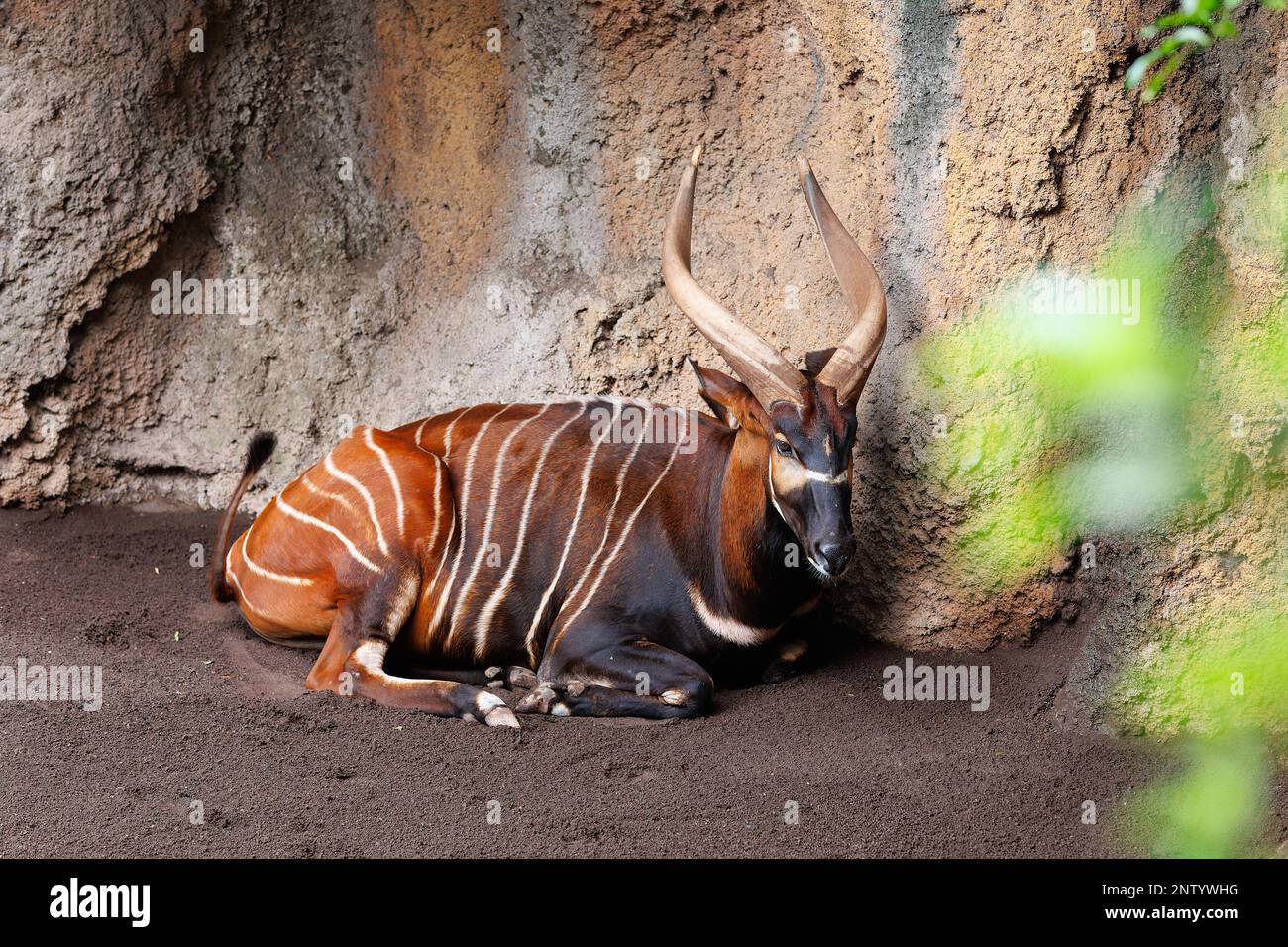 Il Bongo orientale - Tragelaphus eurycerus - una foresta notturna erbivora ungulato con impressionante stelo marrone-rossiccio e corni spiralati. Foto Stock