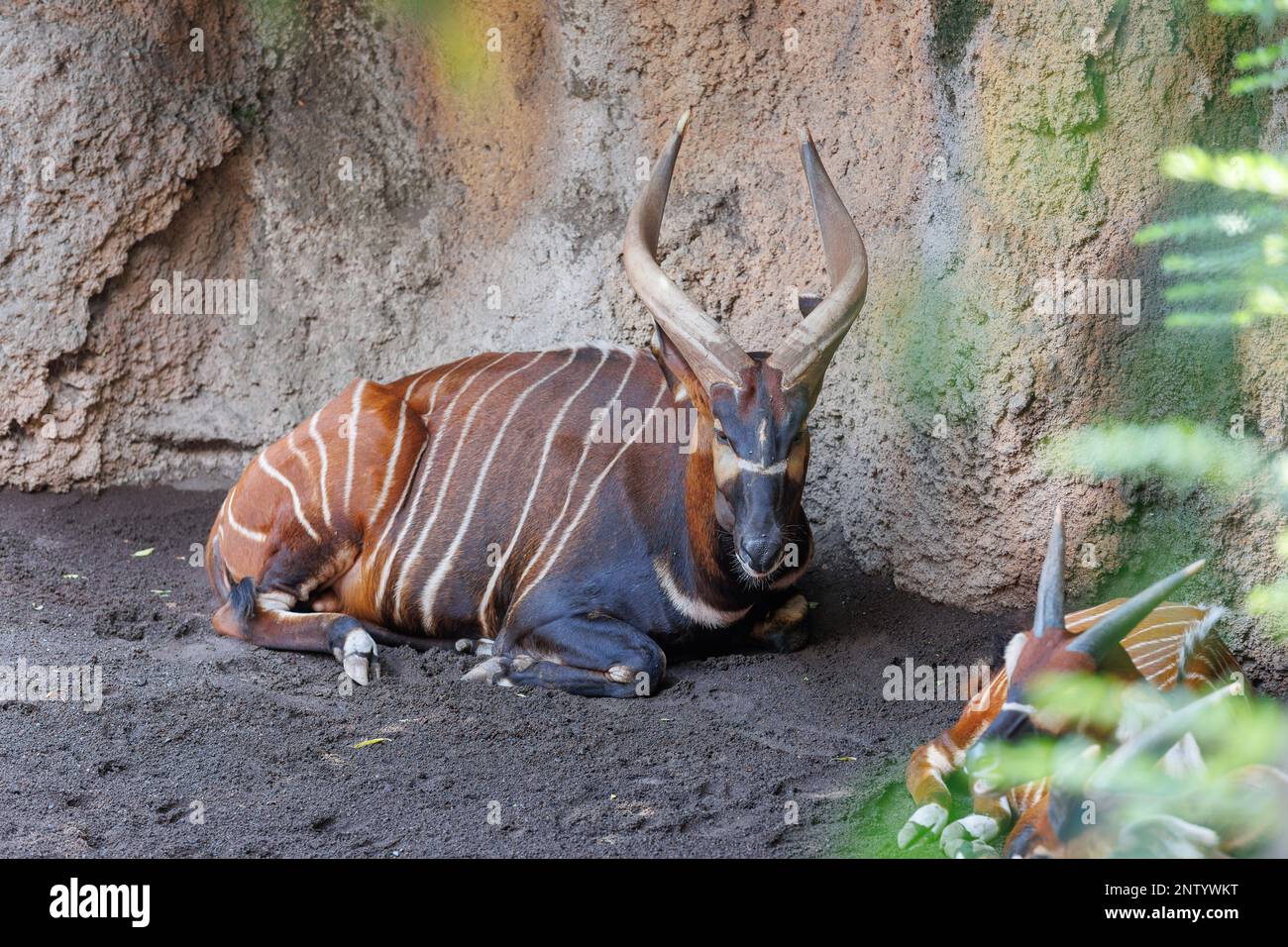 Il Bongo orientale - Tragelaphus eurycerus - una foresta notturna erbivora ungulato con impressionante stelo marrone-rossiccio e corni spiralati. Foto Stock