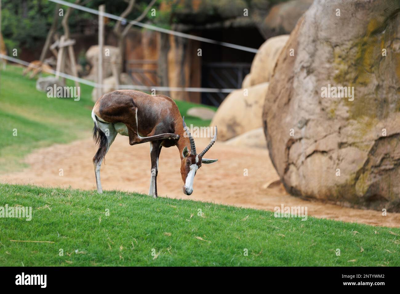 Il Blesbok o Blesbuck, Damaliscus pygargus Phillipsi, una sottospecie dell'antilope di Bontebok Foto Stock