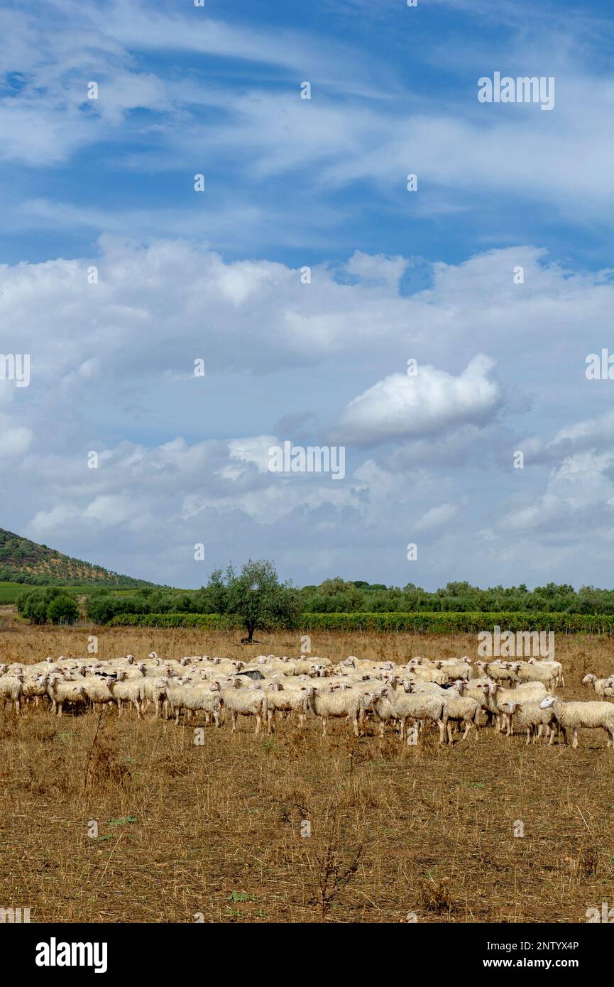 Un gregge nella campagna di Serdiana, Sardegna, Italia Foto Stock