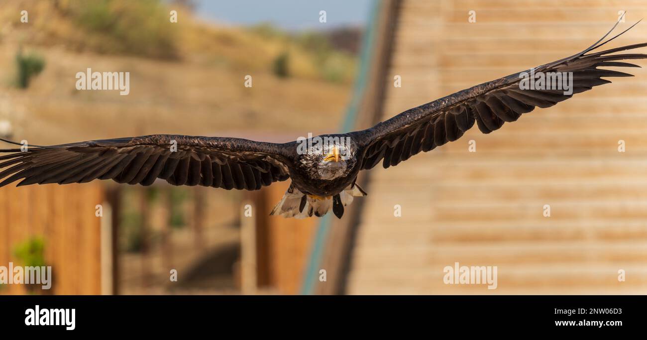 Vista frontale dell'aquila con ali aperte e si erge sullo sfondo Foto Stock