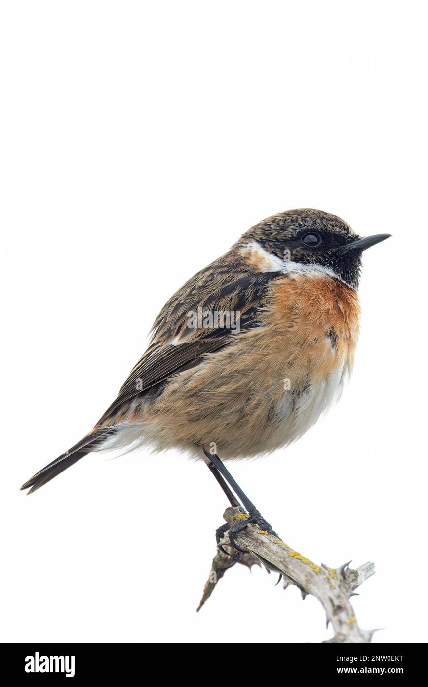 European Stonechat (Saxicola torquata) maschio Suffolk UK GB Febbraio 2023 Foto Stock