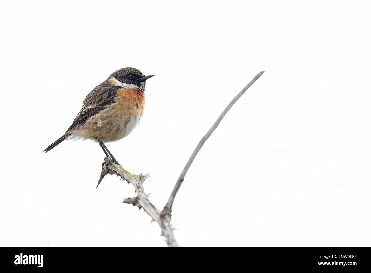 European Stonechat (Saxicola torquata) maschio Suffolk UK GB Febbraio 2023 Foto Stock
