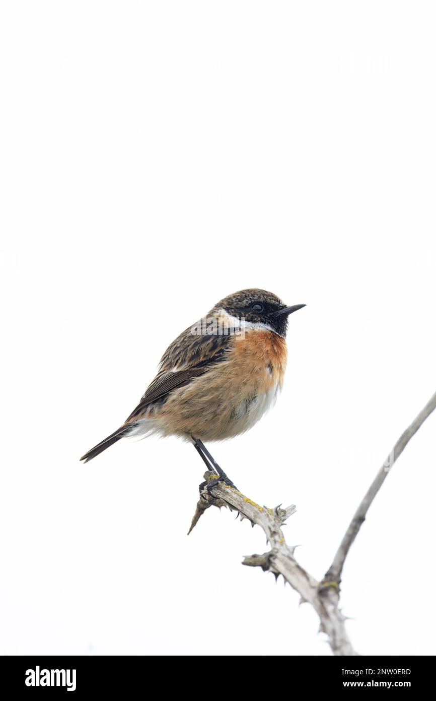 European Stonechat (Saxicola torquata) maschio Suffolk UK GB Febbraio 2023 Foto Stock