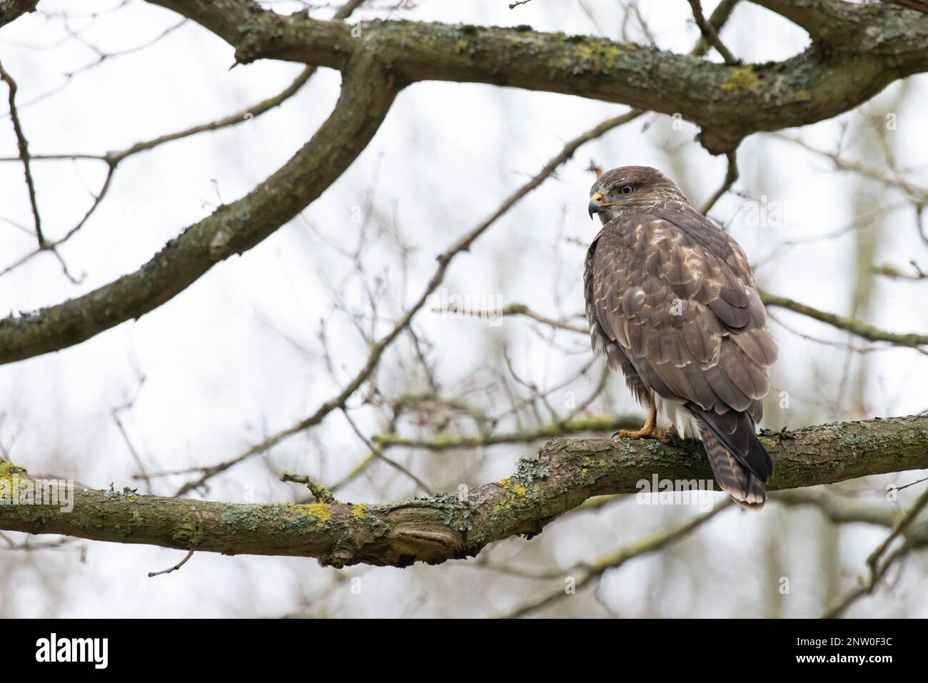 Buzzard comune (Buteo buteo) arroccato in quercia albero Suffolk UK GB Febbraio 2023 Foto Stock