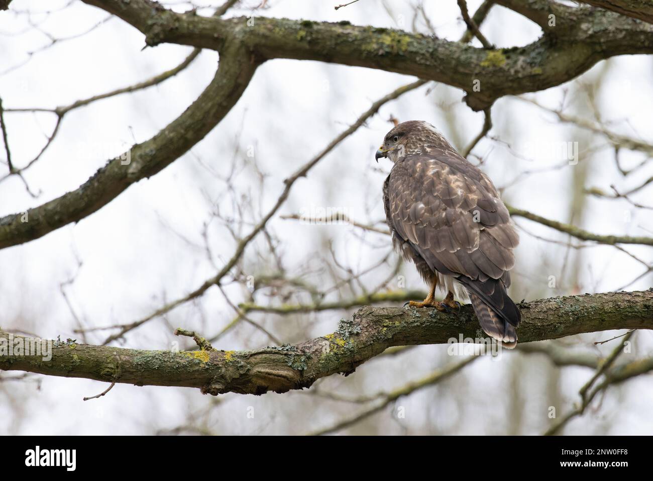 Buzzard comune (Buteo buteo) arroccato in quercia albero Suffolk UK GB Febbraio 2023 Foto Stock