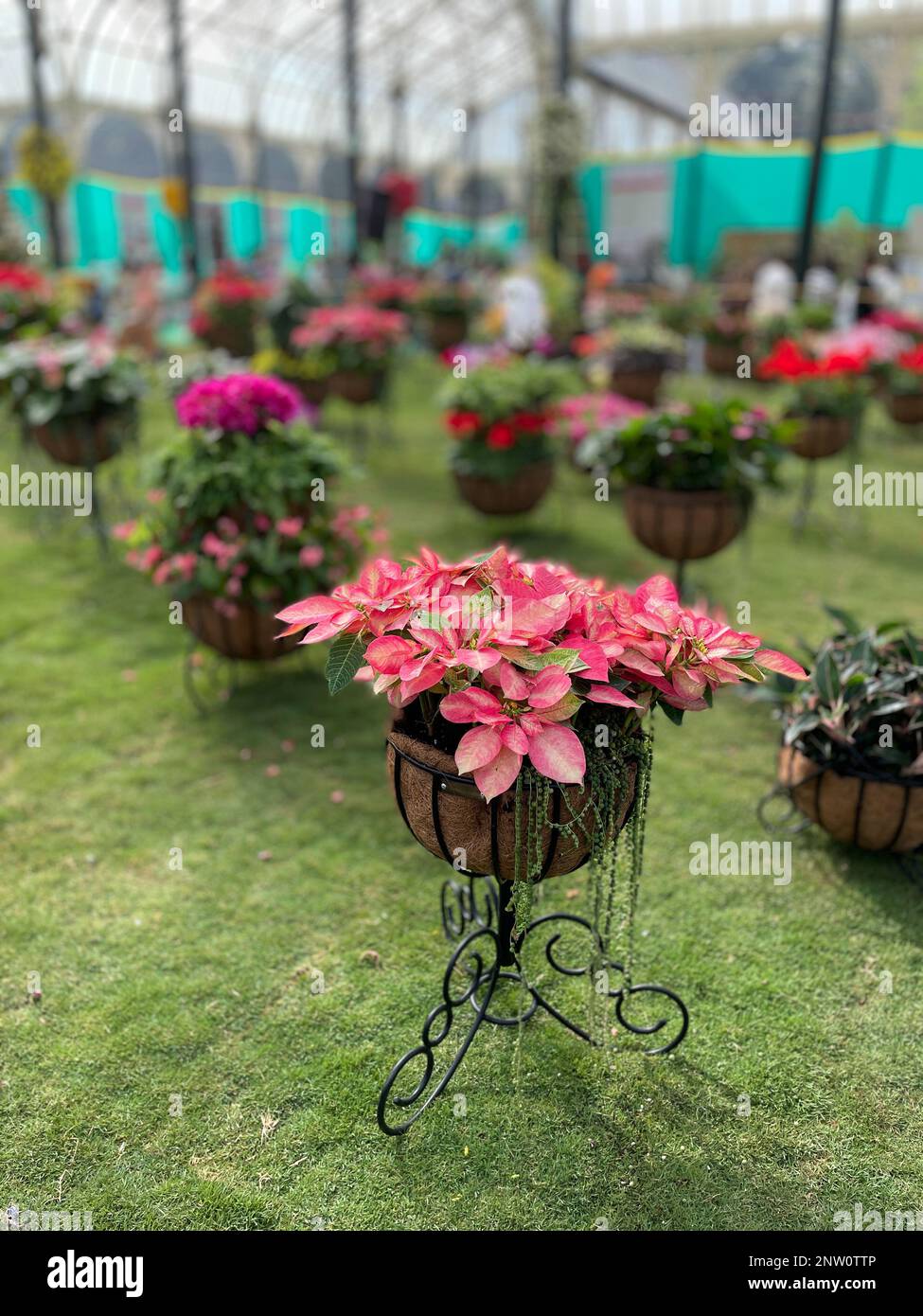 Immagine selettiva di fiori colorati fioriscono in un giardino con una varietà di colori vivaci Foto Stock