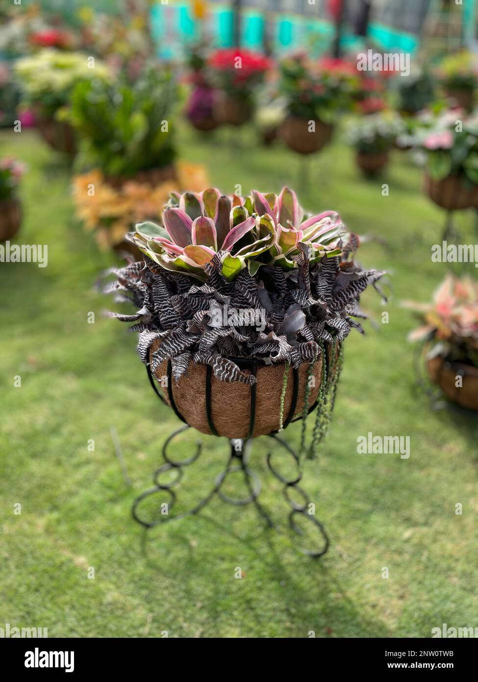 Immagine selettiva di fiori colorati fioriscono in un giardino con una varietà di colori vivaci Foto Stock