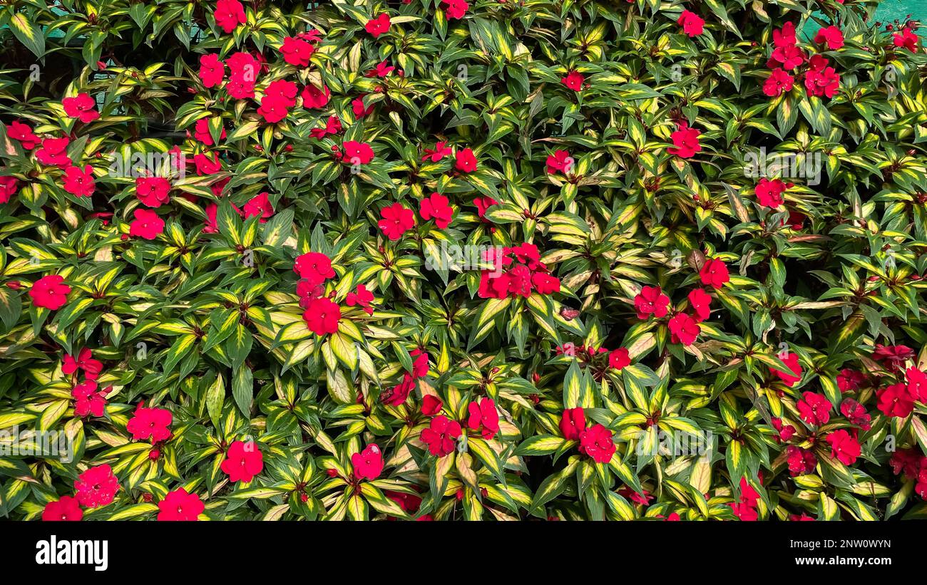Immagine a fuoco selettivo di colore rosso Fiori fioriscono in un giardino Foto Stock