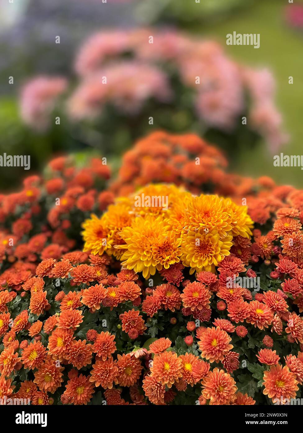 Immagine selettiva di fiori colorati fioriscono in un giardino con una varietà di colori vivaci Foto Stock