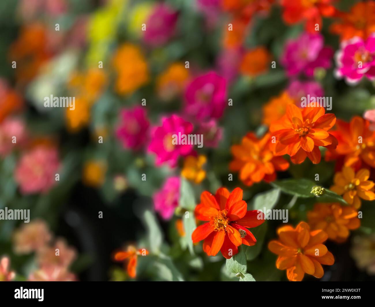 Immagine selettiva di fiori colorati fioriscono in un giardino con una varietà di colori vivaci Foto Stock
