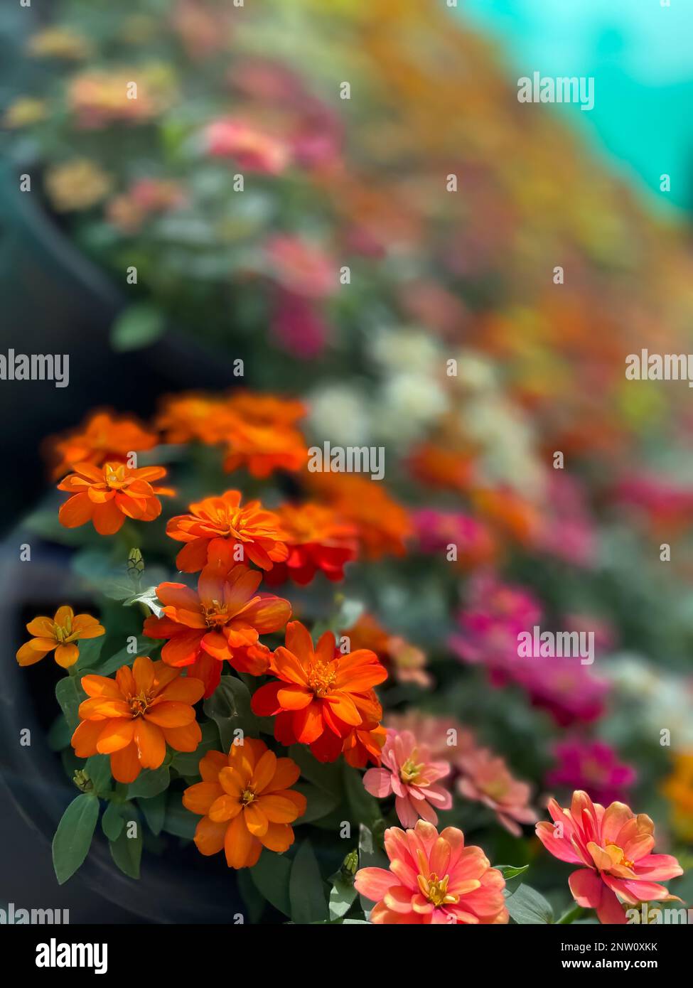 Immagine selettiva di fiori colorati fioriscono in un giardino con una varietà di colori vivaci Foto Stock