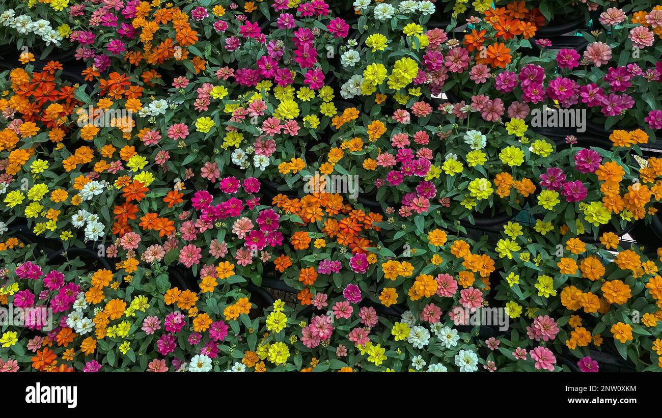Immagine selettiva di fuoco di fiori con varietà di colori in una competizione di fiori Foto Stock