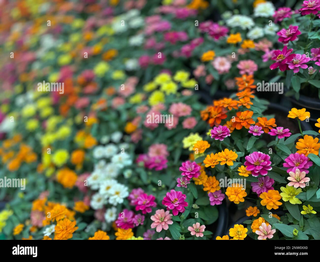 Immagine selettiva di fuoco di fiori con varietà di colori in una competizione di fiori Foto Stock