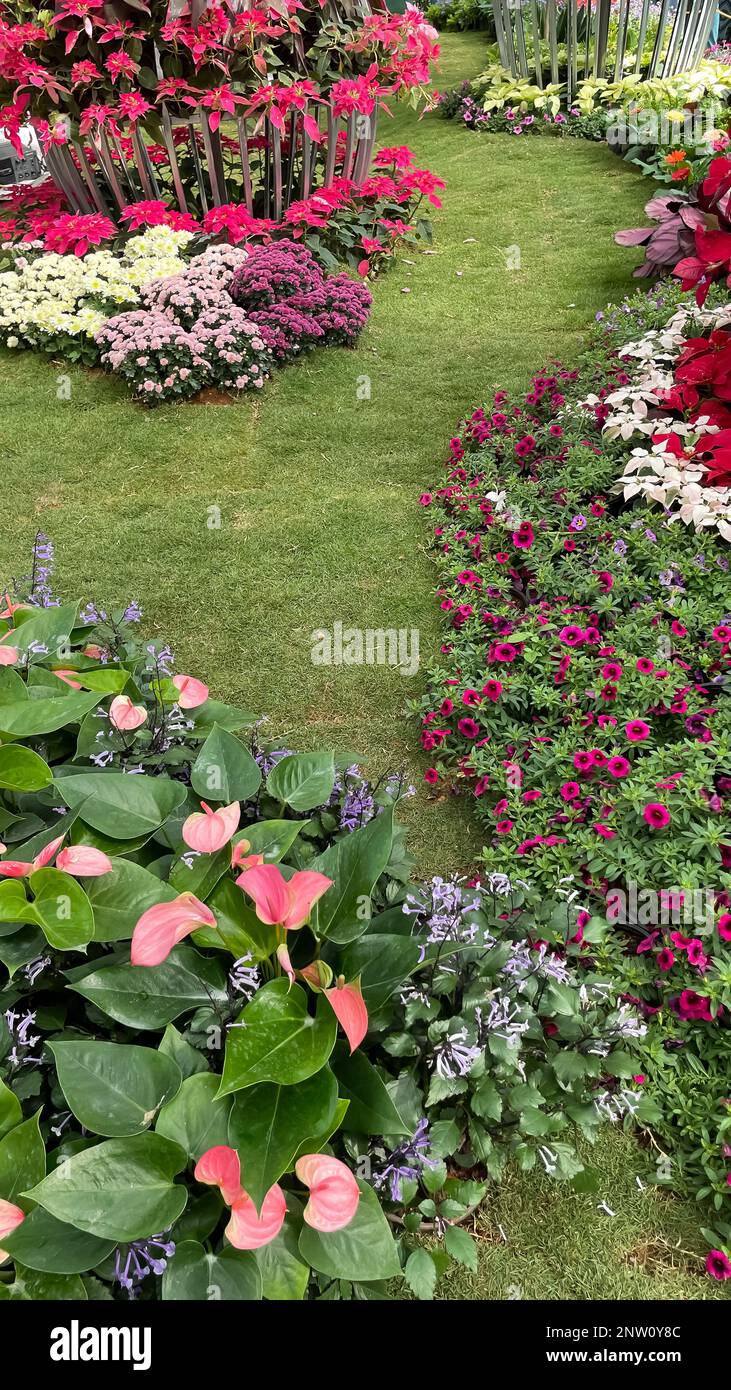 Immagine selettiva di fiori colorati fioriscono in un giardino con una varietà di colori vivaci Foto Stock