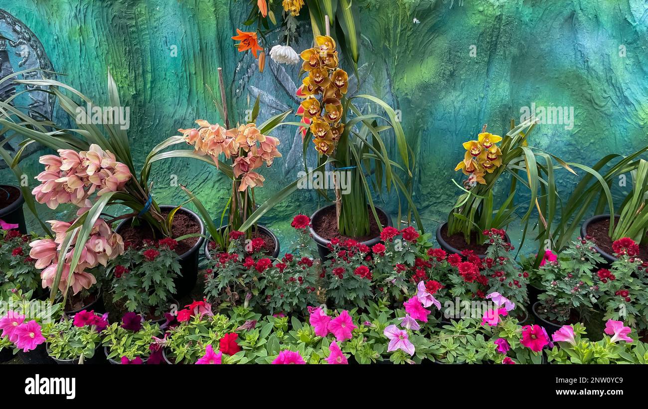 Immagine selettiva di fiori colorati fioriscono in un giardino con una varietà di colori vivaci Foto Stock