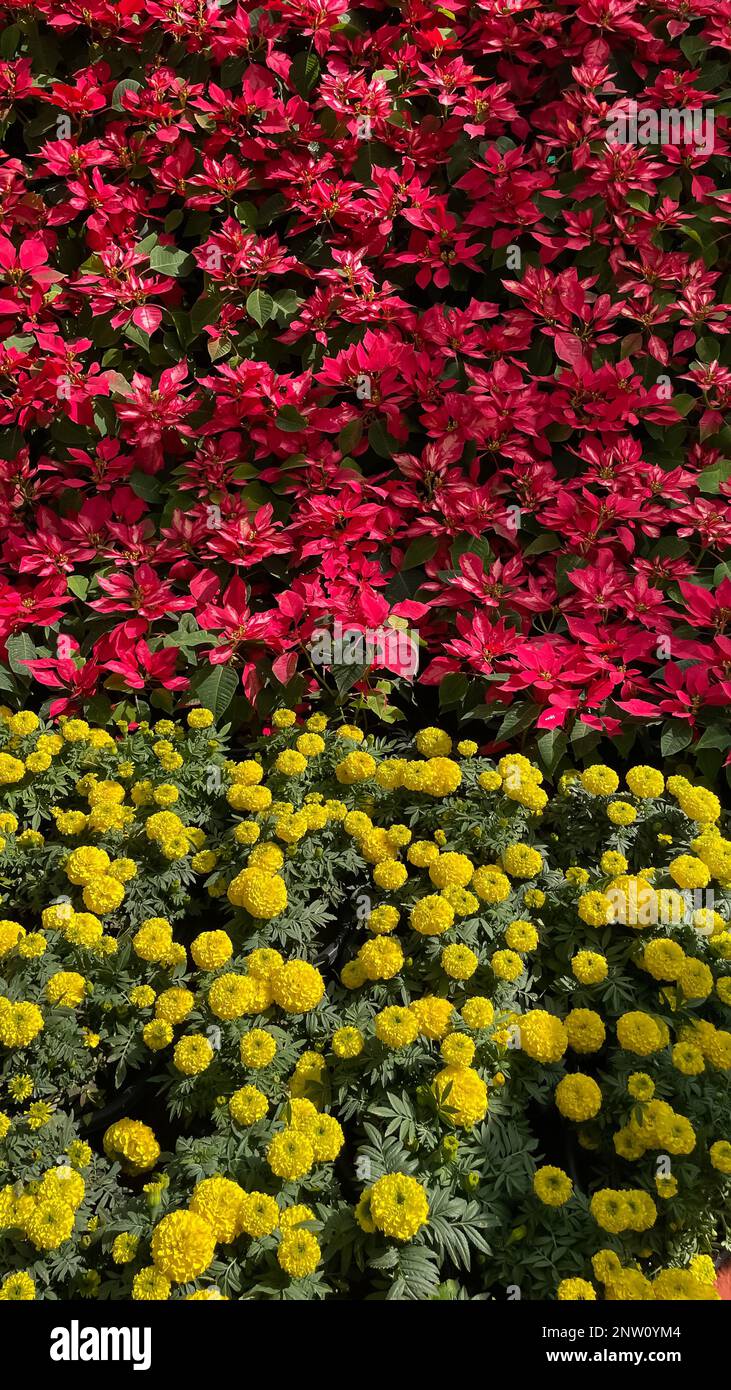 Fiori di molte varietà e colori fioriscono in un giardino Foto Stock