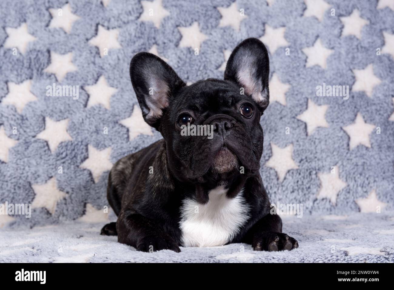 Cucciolo di bulldog francese che dorme sul divano con peluche giocattolo di  Babbo Natale Foto stock - Alamy