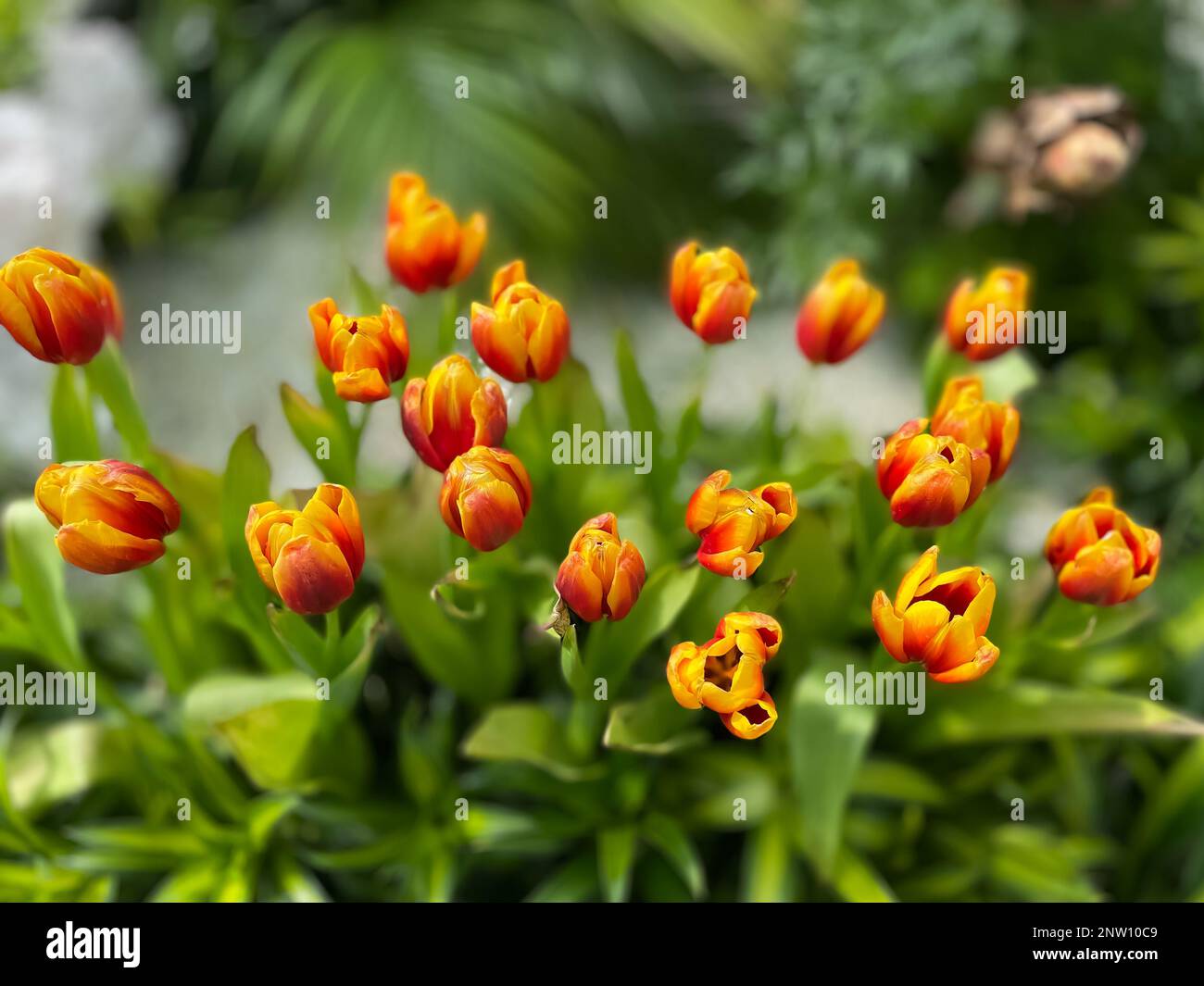 Bellissimi tulipani rossi e gialli fioriscono per l'arrivo della stagione primaverile Foto Stock