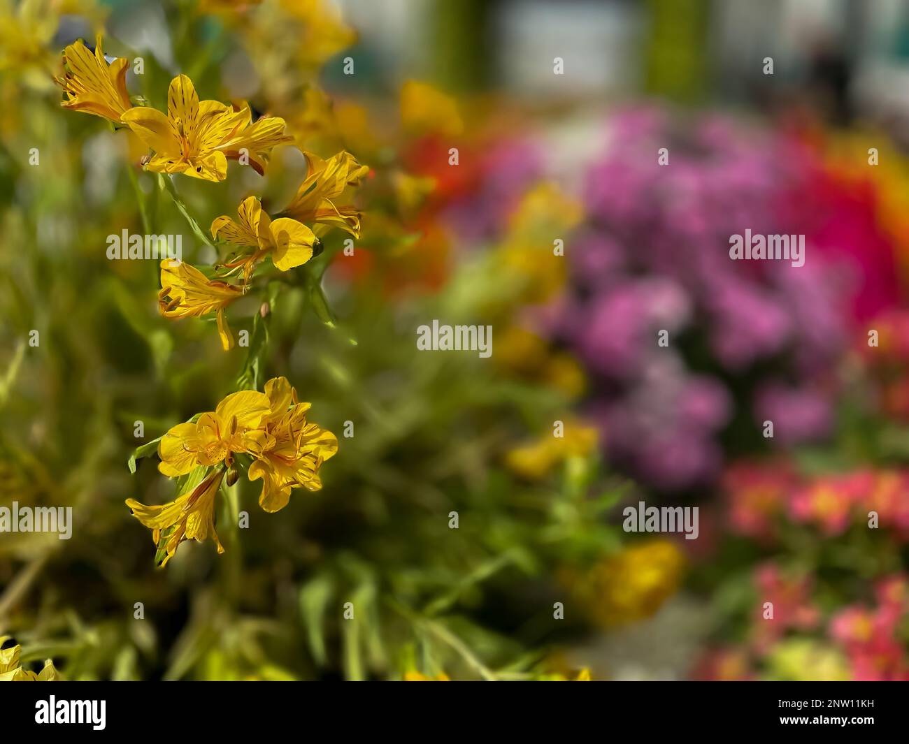 Immagine selettiva di fiori colorati fioriscono in un giardino con una varietà di colori vivaci Foto Stock