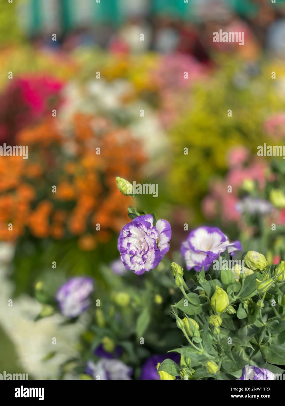 Immagine selettiva di fiori colorati fioriscono in un giardino con una varietà di colori vivaci Foto Stock