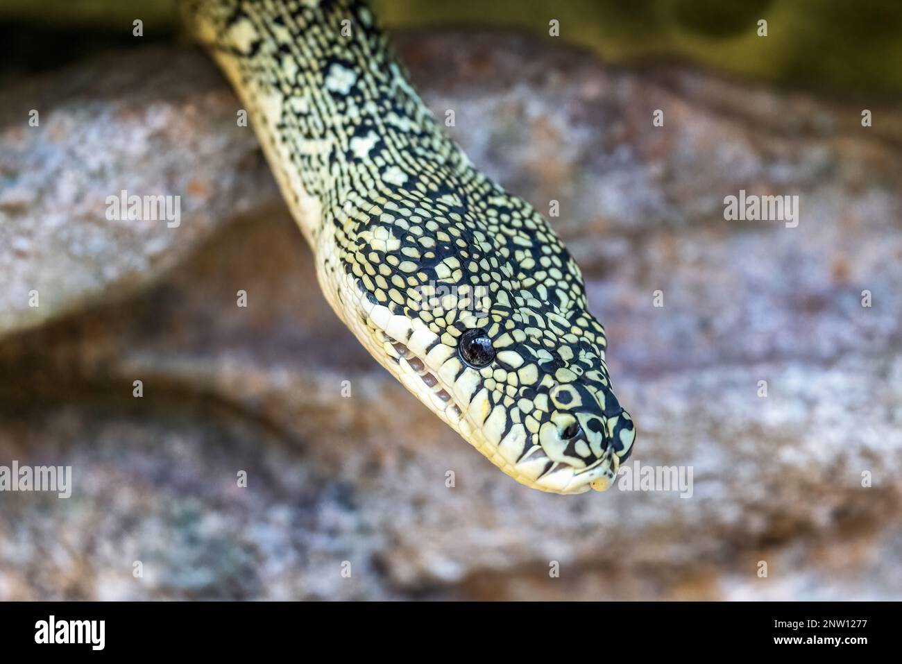 Il python di diamante, morelia spilota spilota, altrimenti conosciuto come python di tappeto, è un serpente costrittor trovato nell'Australia meridionale. Foto Stock