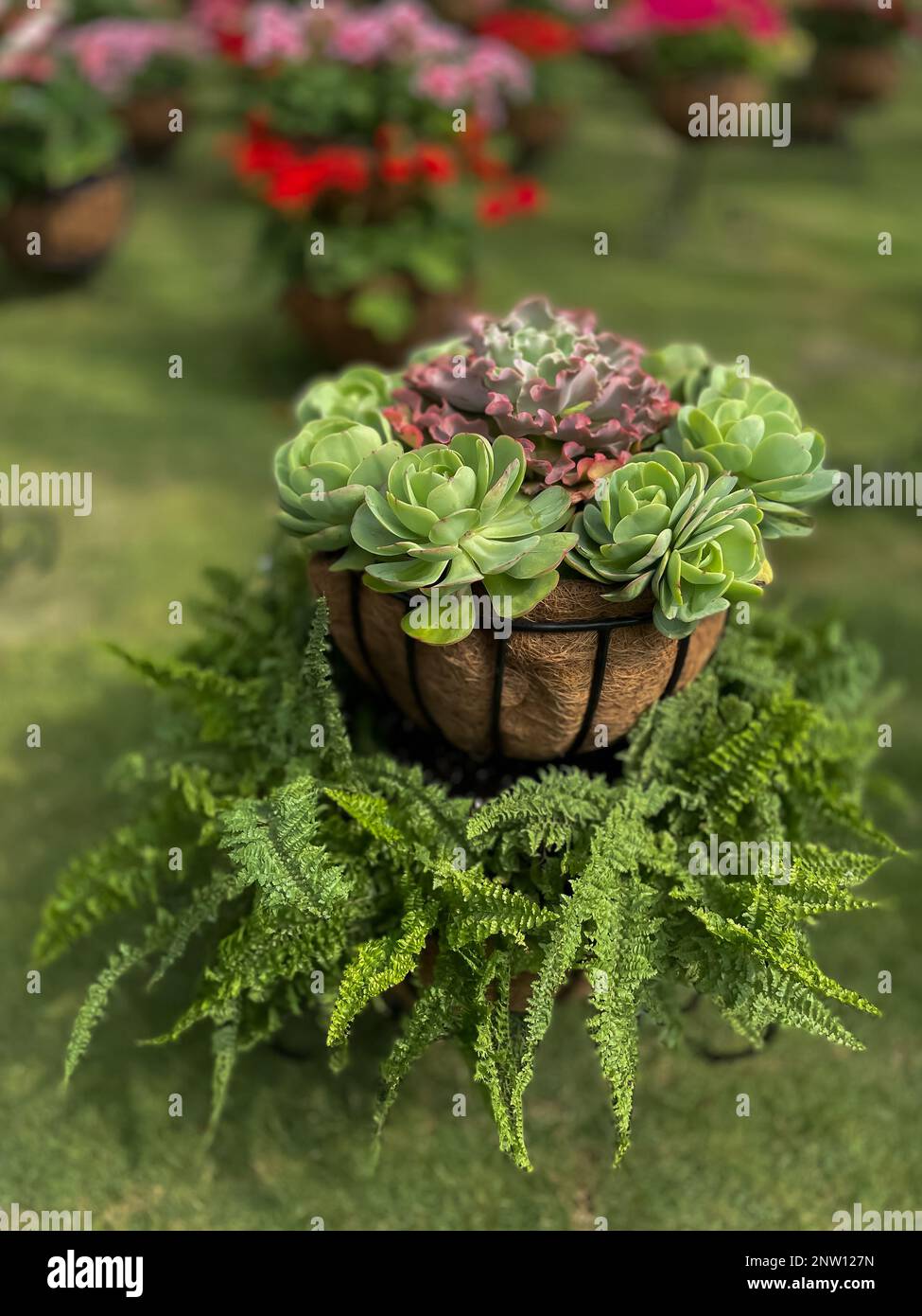 Immagine selettiva di fiori colorati fioriscono in un giardino con una varietà di colori vivaci Foto Stock