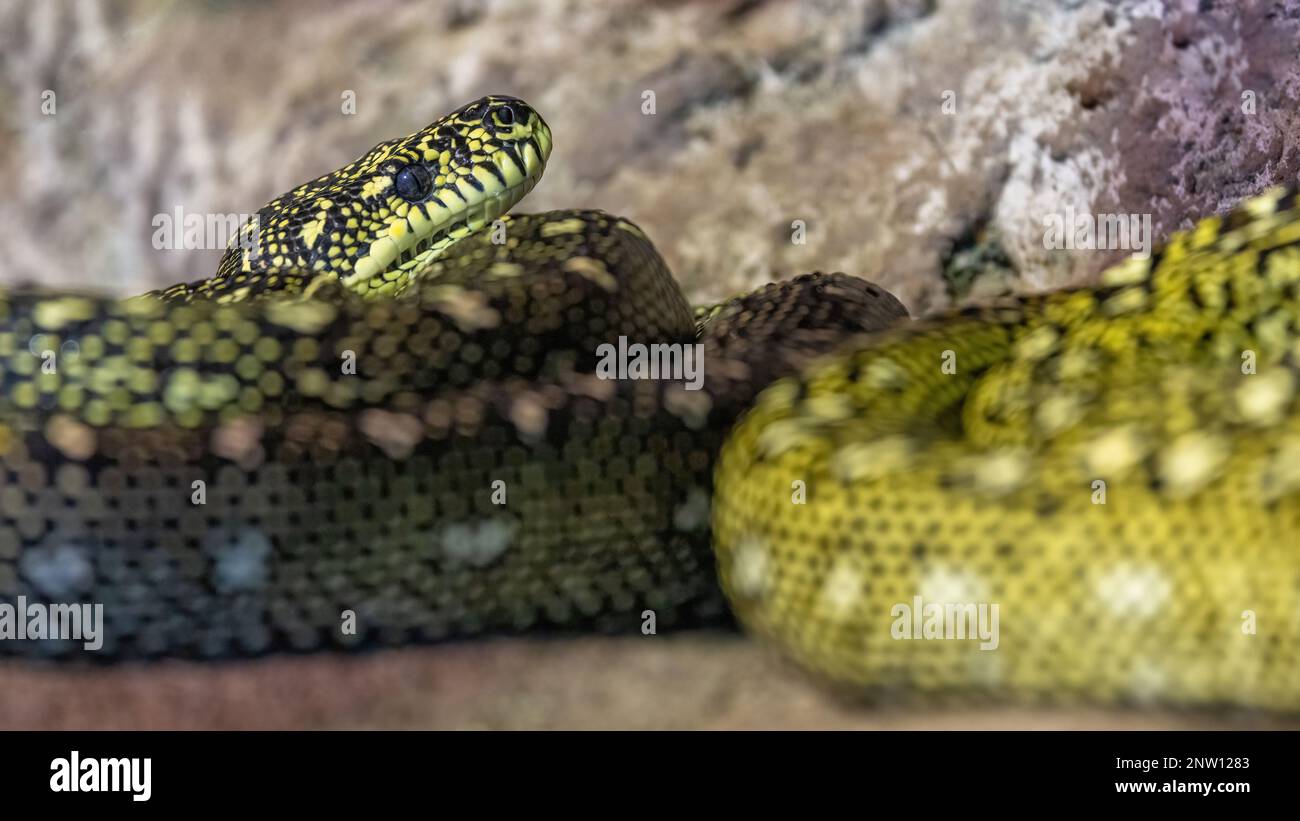 Il python di diamante, morelia spilota spilota, altrimenti conosciuto come python di tappeto, è un serpente costrittor trovato nell'Australia meridionale. Foto Stock